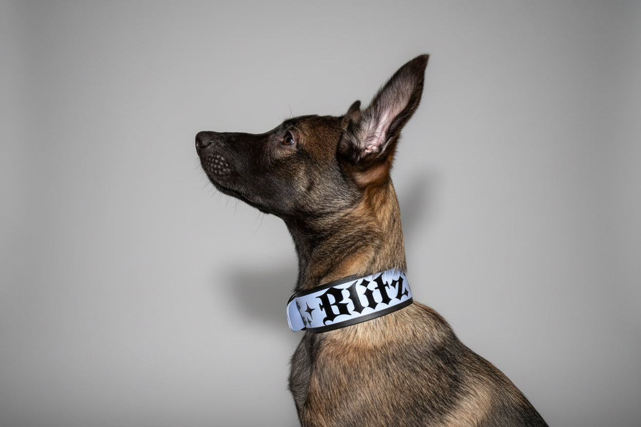 Double layered collar 50 mm/2 inch wide