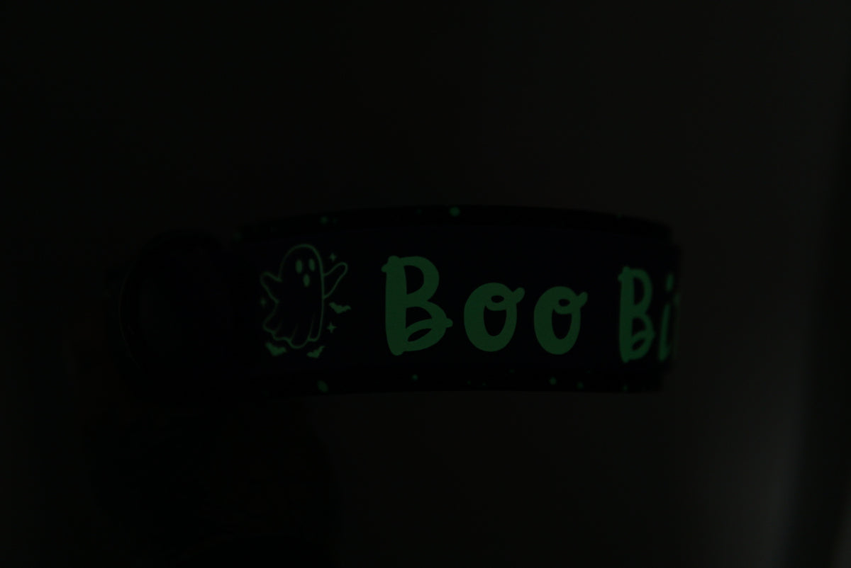 Pre-made halloween collar glow in the dark 2” size M 35-45 cm / 13.5-17.5 inch