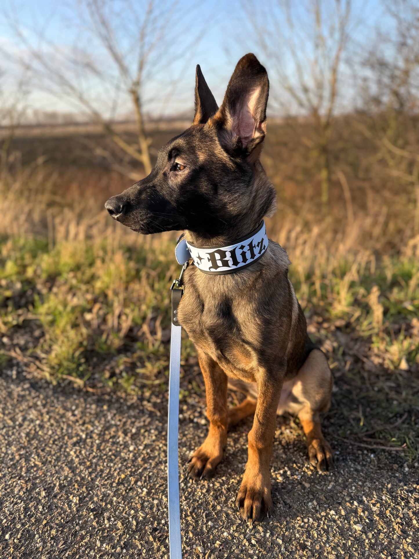 Double layered collar 50 mm/2 inch wide